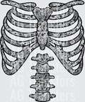 Lace skeleton front