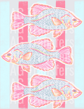Crappie