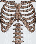 Cheetah skeleton front